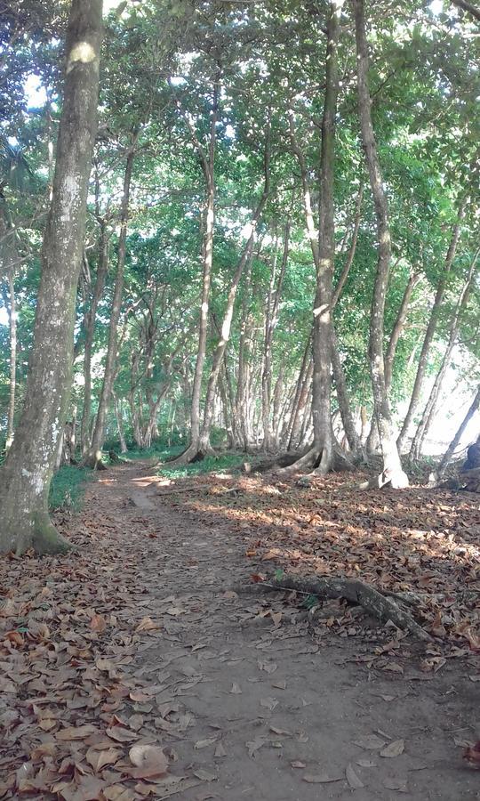 ホテル Escape Caribeno Puerto Viejo de Talamanca エクステリア 写真